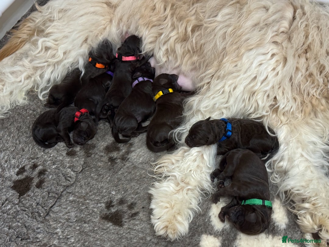 Labradoodle dogs for sale: F4b Standard Labradoodles (Fully Health Tested) - Advert 5