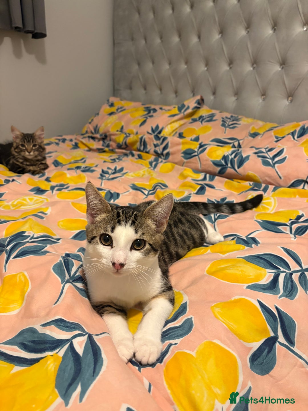 Domestic Shorthair cats for sale: kittens for sale❤️ - Image 15