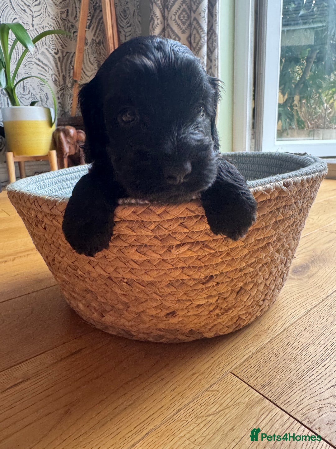 Cockapoo dogs for sale: Last Male fantastic champion line 20 combined  - Image 7