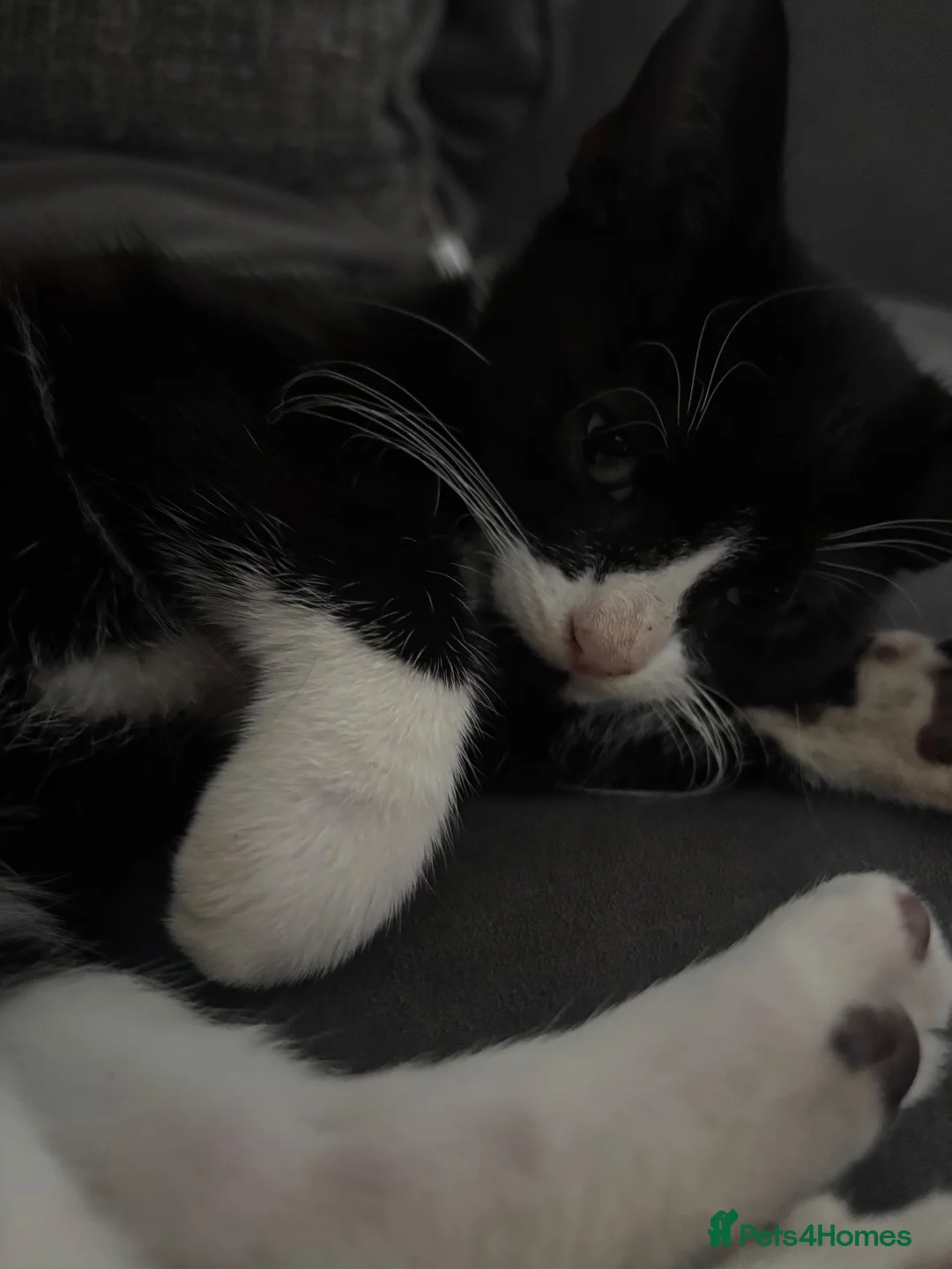 Domestic Shorthair cats for sale: 5 kittens for sale in Hayes - Advert 6