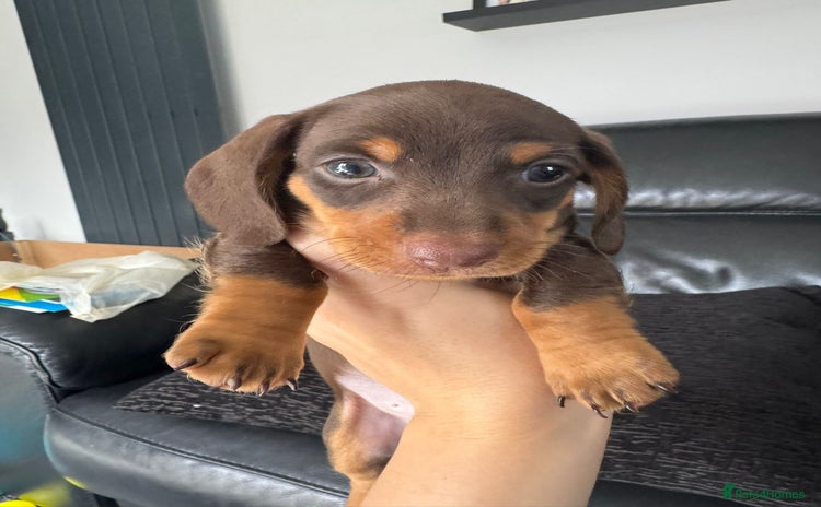 Miniature Dachshund dogs - Advert 4
