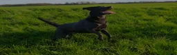 Labrador Retriever dogs for sale: KC Labrador puppies (Silver & Charcoal)  - Advert 23