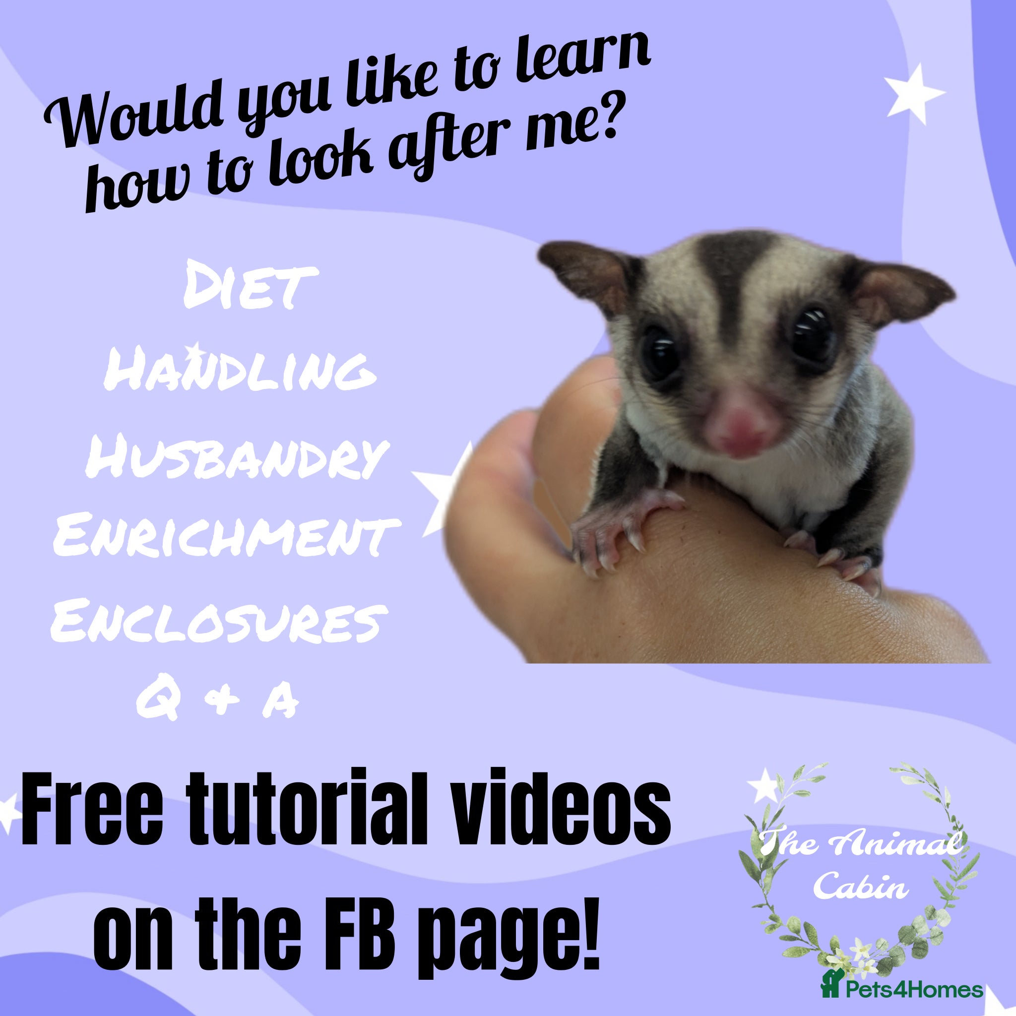 Sugar Glider rodents Sugar glider joeys often available! Advice&support - Advert 2
