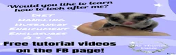Sugar Glider rodents for sale: Sugar glider joeys, advice and online tutorials. - Advert 2