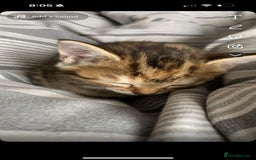 Siberian cats for sale: Siberian mix - Image 7