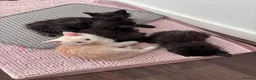 Maine Coon cats for sale: Maine Coon Kittens-Black Smoke&Cream Silver - Advert 33