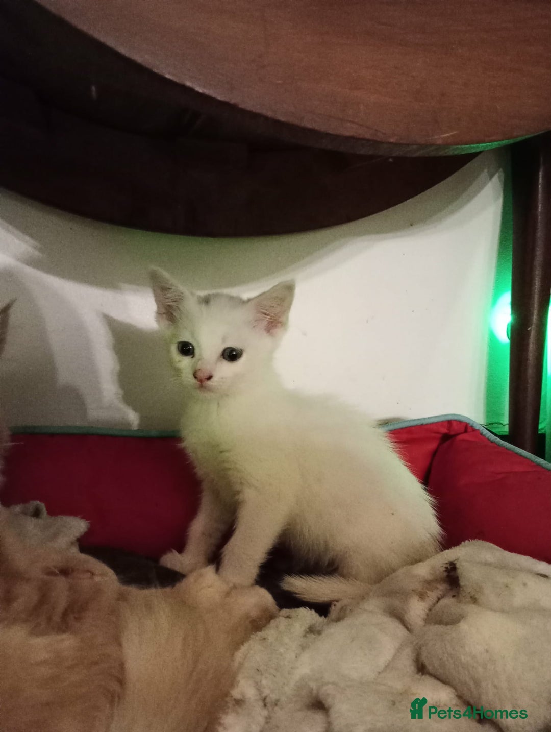 Turkish Van cats for sale: wonderful white cat - Advert 3