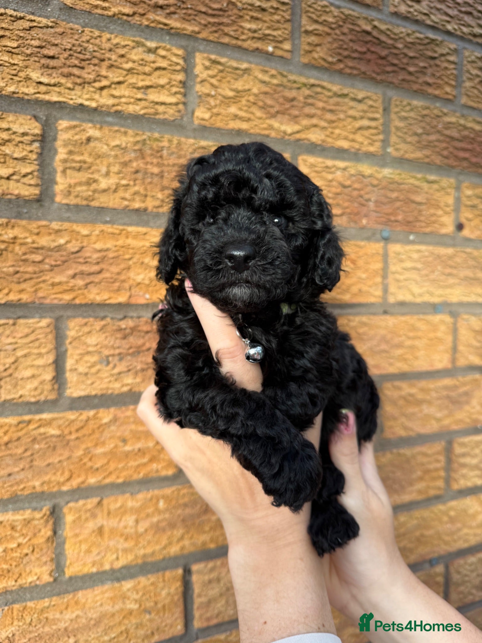 Cockapoo dogs Toy Cockapoo Puppies | DNA & Health Tested Parents - Advert 1