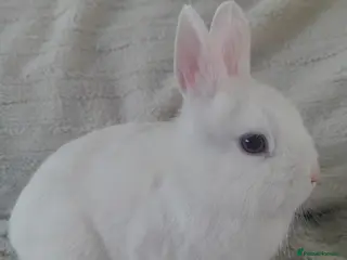 Netherland Dwarf rabbits White Doe Netherland - Advert 22