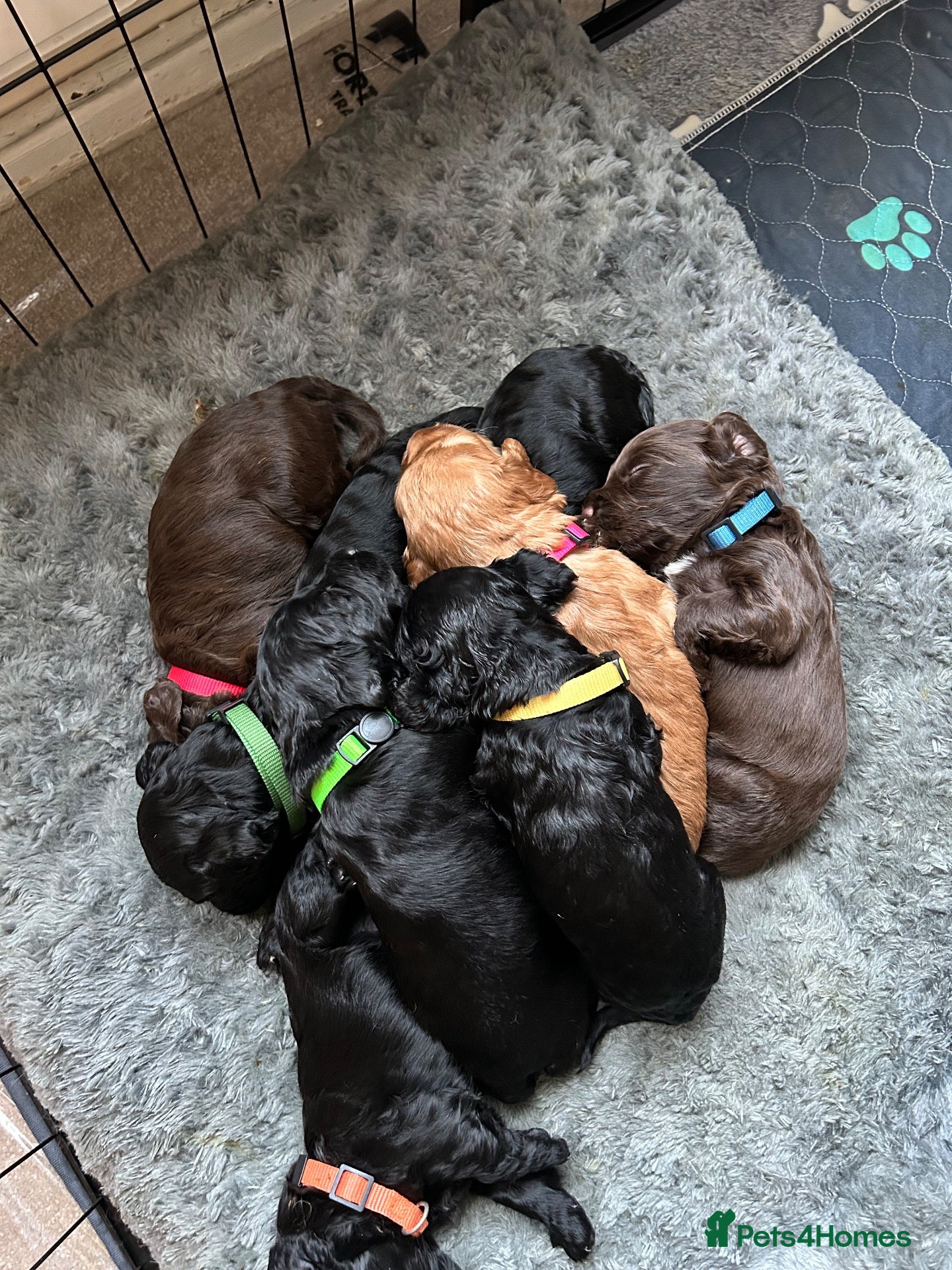 Cockapoo dogs Cockapoo puppies - Advert 3