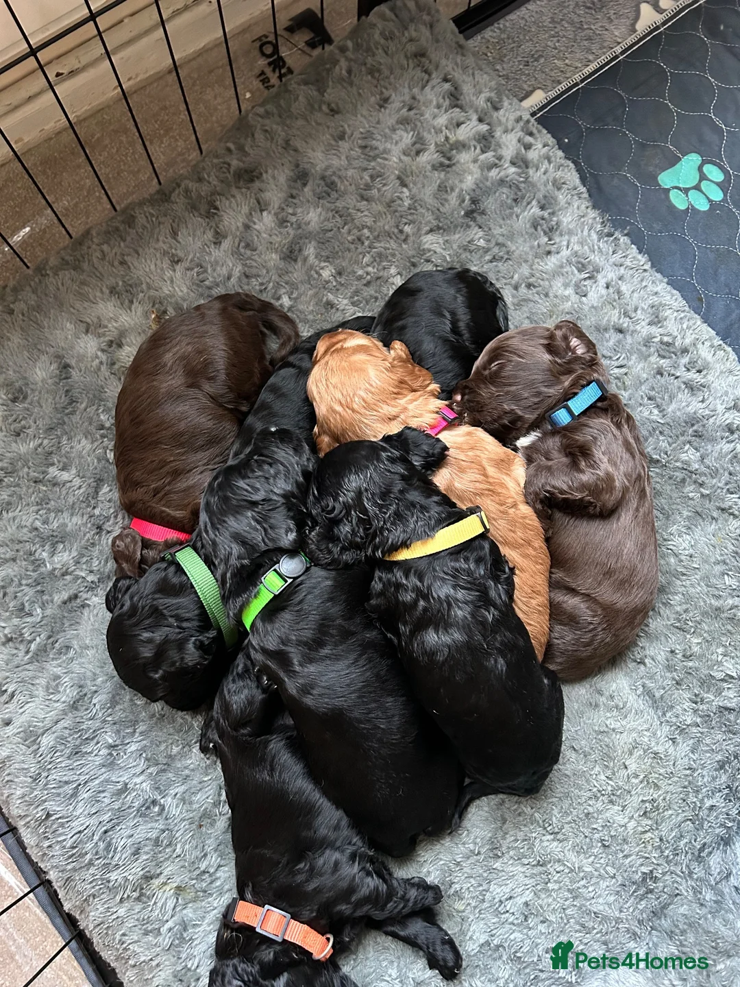 Cockapoo dogs for sale: Cockapoo puppies - Advert 1