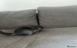 Chinchilla rodents for sale: Chinchillas  in Hemel Hempstead - Image 4