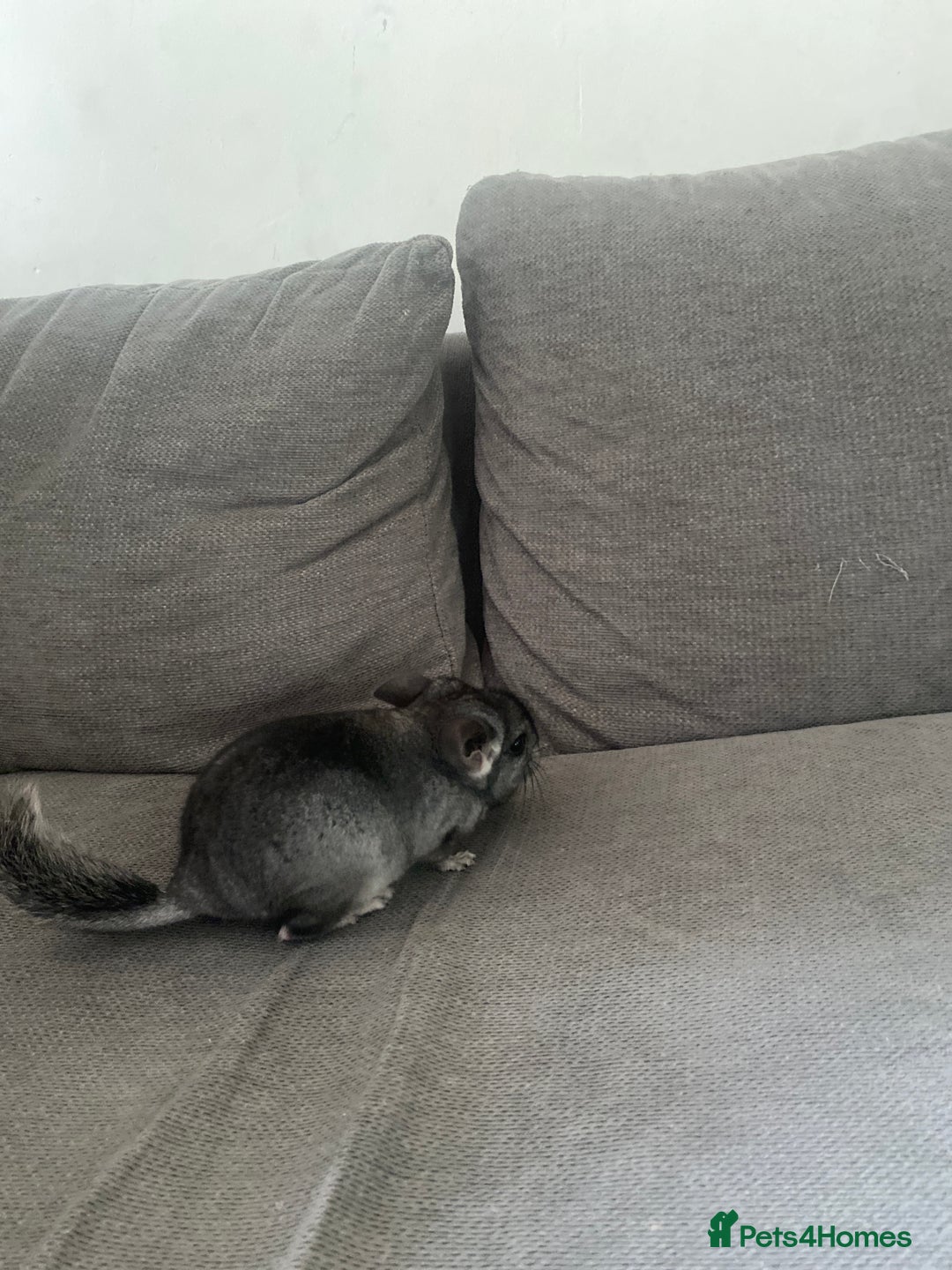 Chinchilla rodents for sale: Chinchillas  in Hemel Hempstead - Image 4