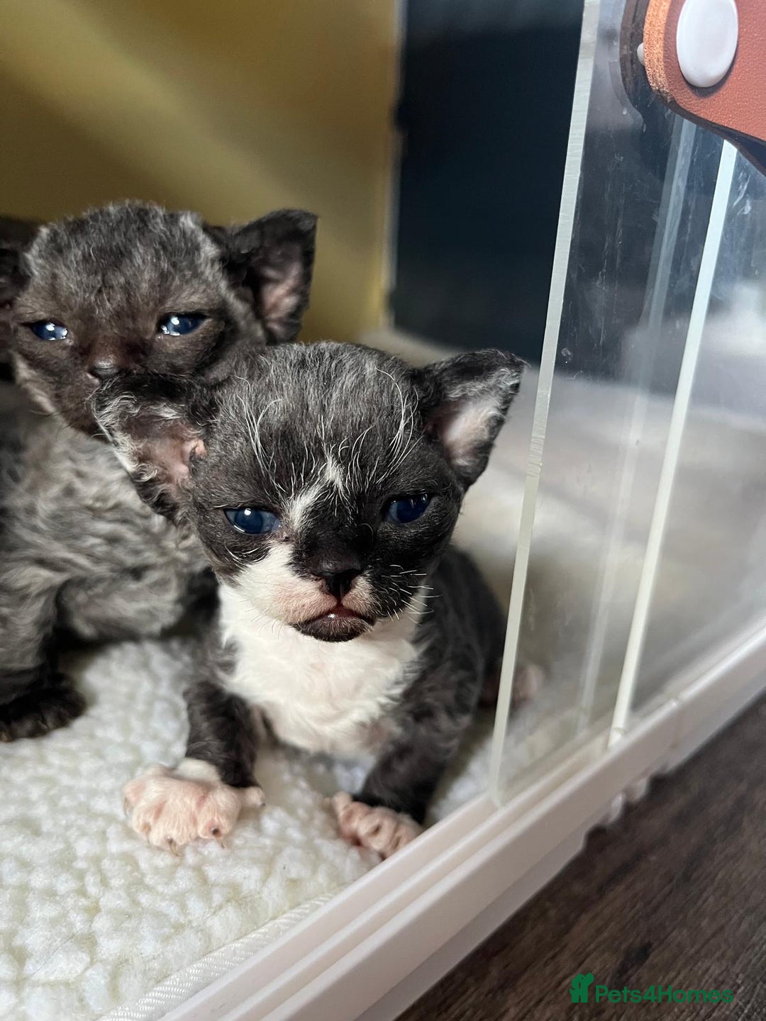 Devon Rex cats for sale: *SOLD*I am taking reservations for my next litter - Image 7