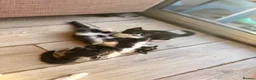 Mixed Breed cats for sale: Mustache kitten and fluffy friends  - Advert 6