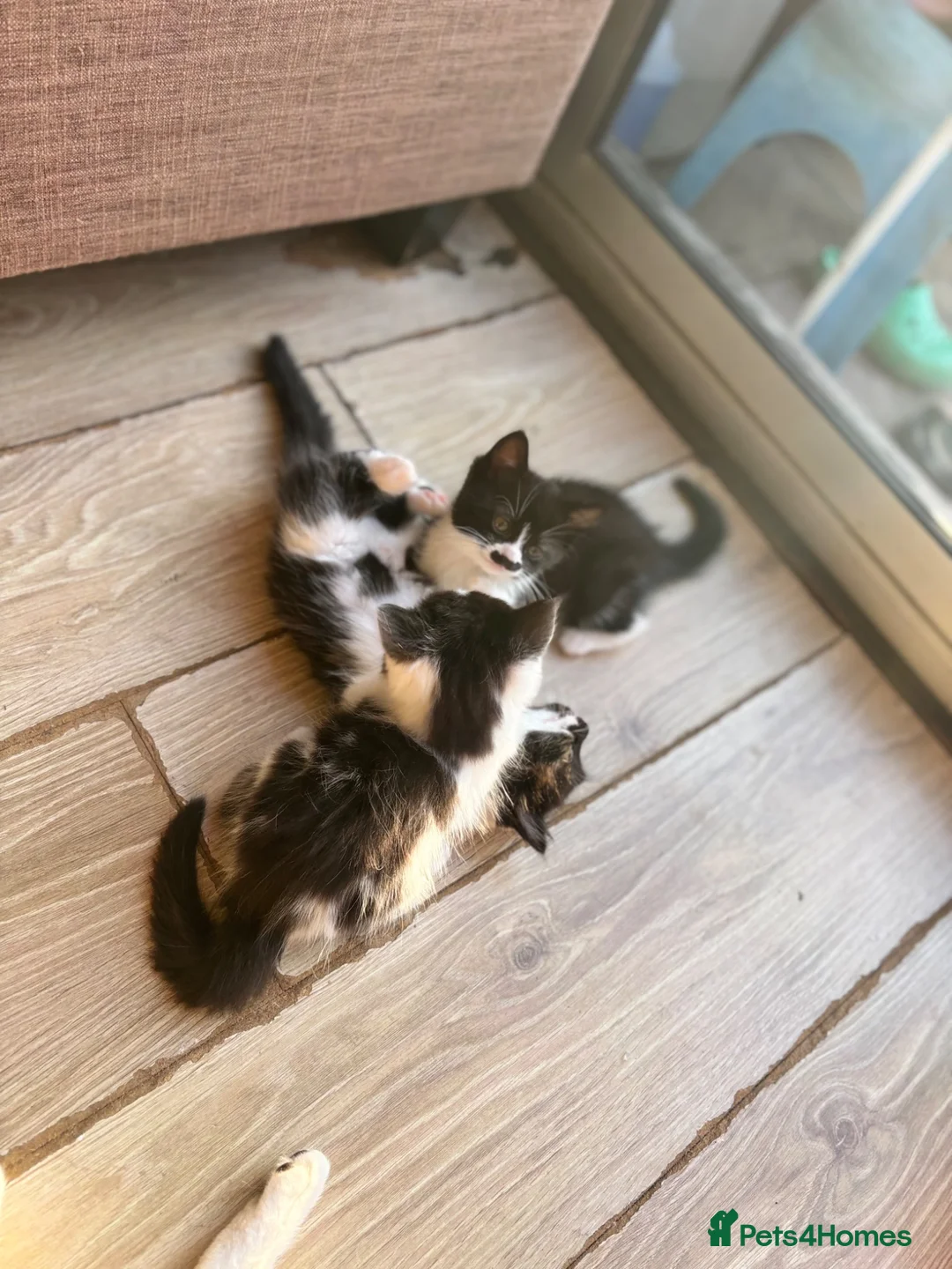 Mixed Breed cats for sale: Mustache kitten and fluffy friends  - Advert 6