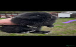 Lionhead rabbits for sale: Baby bunnies  - Image 3