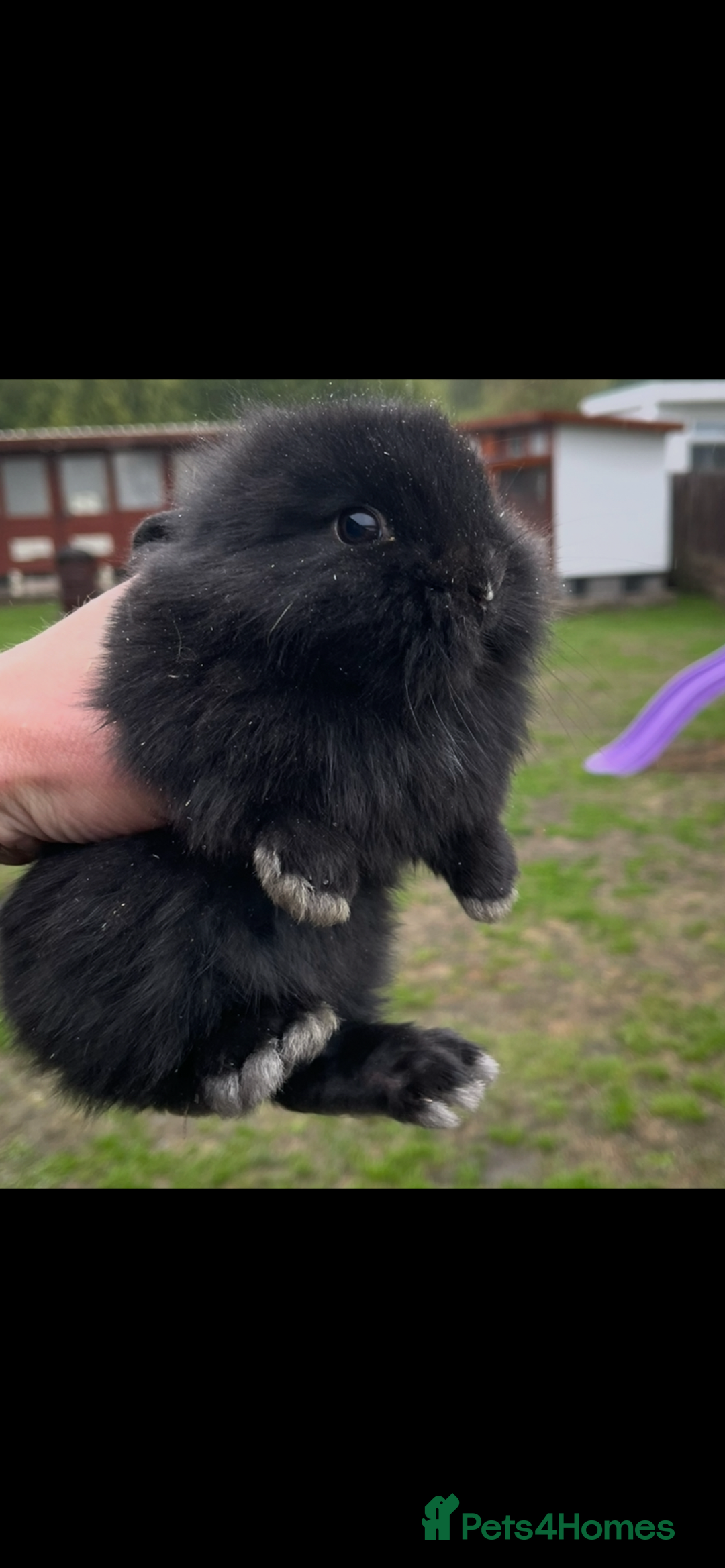 Lionhead rabbits for sale: Baby bunnies  - Image 3