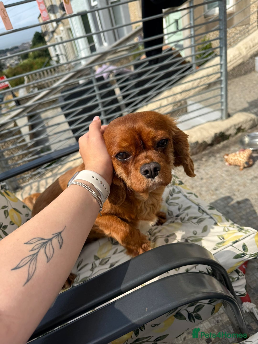 Cavalier King Charles Spaniel dogs for sale: Most loveliest caring, Female CKC Spaniel - Advert 1