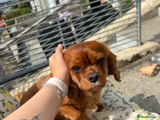 Cavalier King Charles Spaniel dogs Most loveliest caring, Female CKC Spaniel - Advert 1