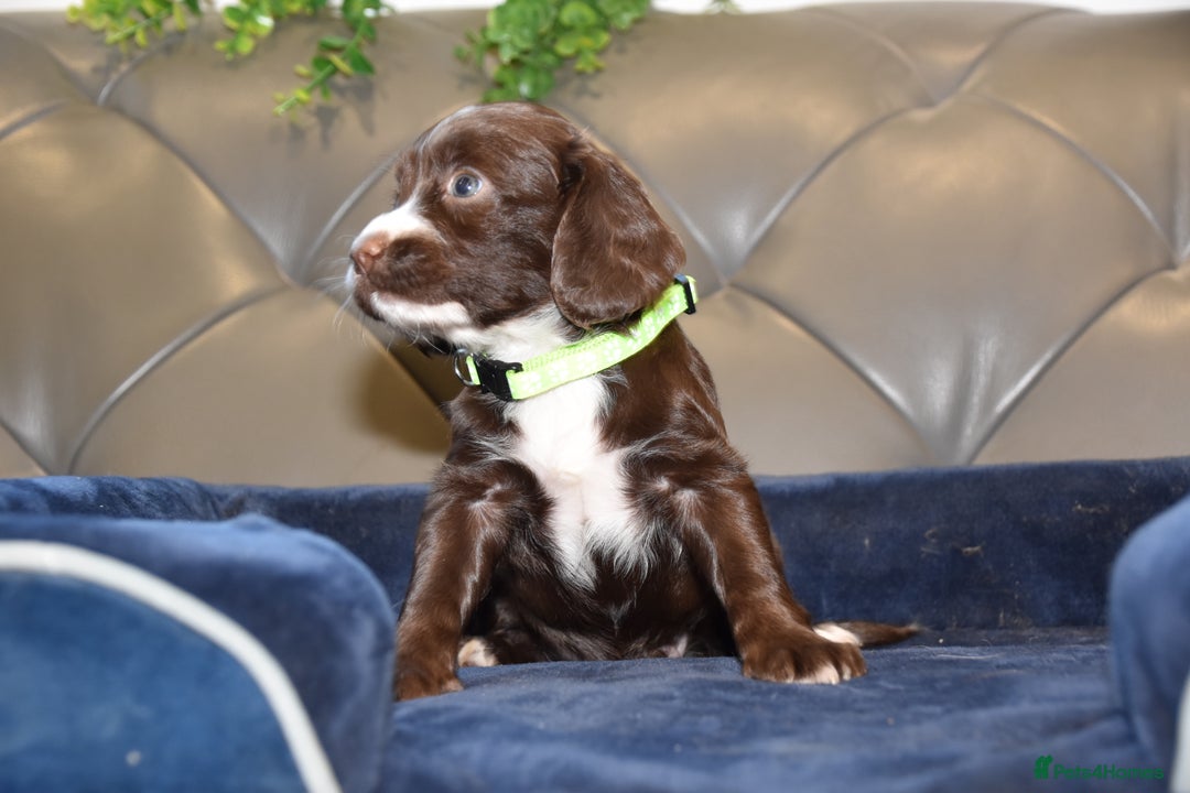 Cocker Spaniel dogs for sale: Kc Reg Health Tested Cocker Spaniel Puppies - Advert 32