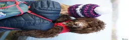 Cockapoo dogs for stud: F1 Cockapoo Stud PROVEN. DNA tested. Dougie in York - Advert 4
