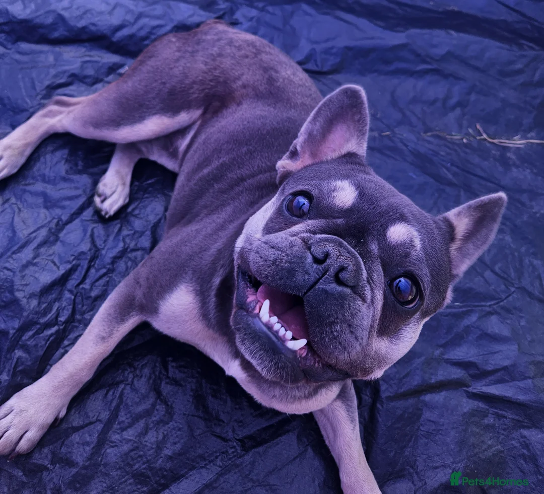 French Bulldog dogs for sale: Lilo for sale - Advert 4