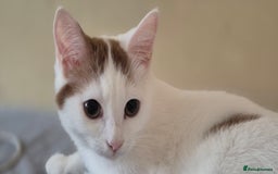 British Shorthair cats for sale: 1 boy left!! Full vaccinated BSH kittens  - Image 25