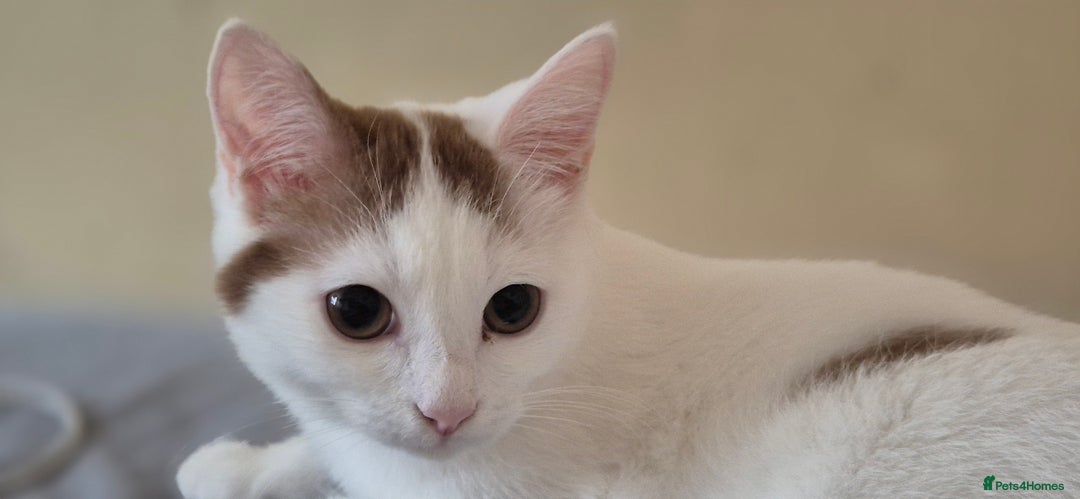 British Shorthair cats for sale: 1 boy left!! Full vaccinated BSH kittens  - Image 25