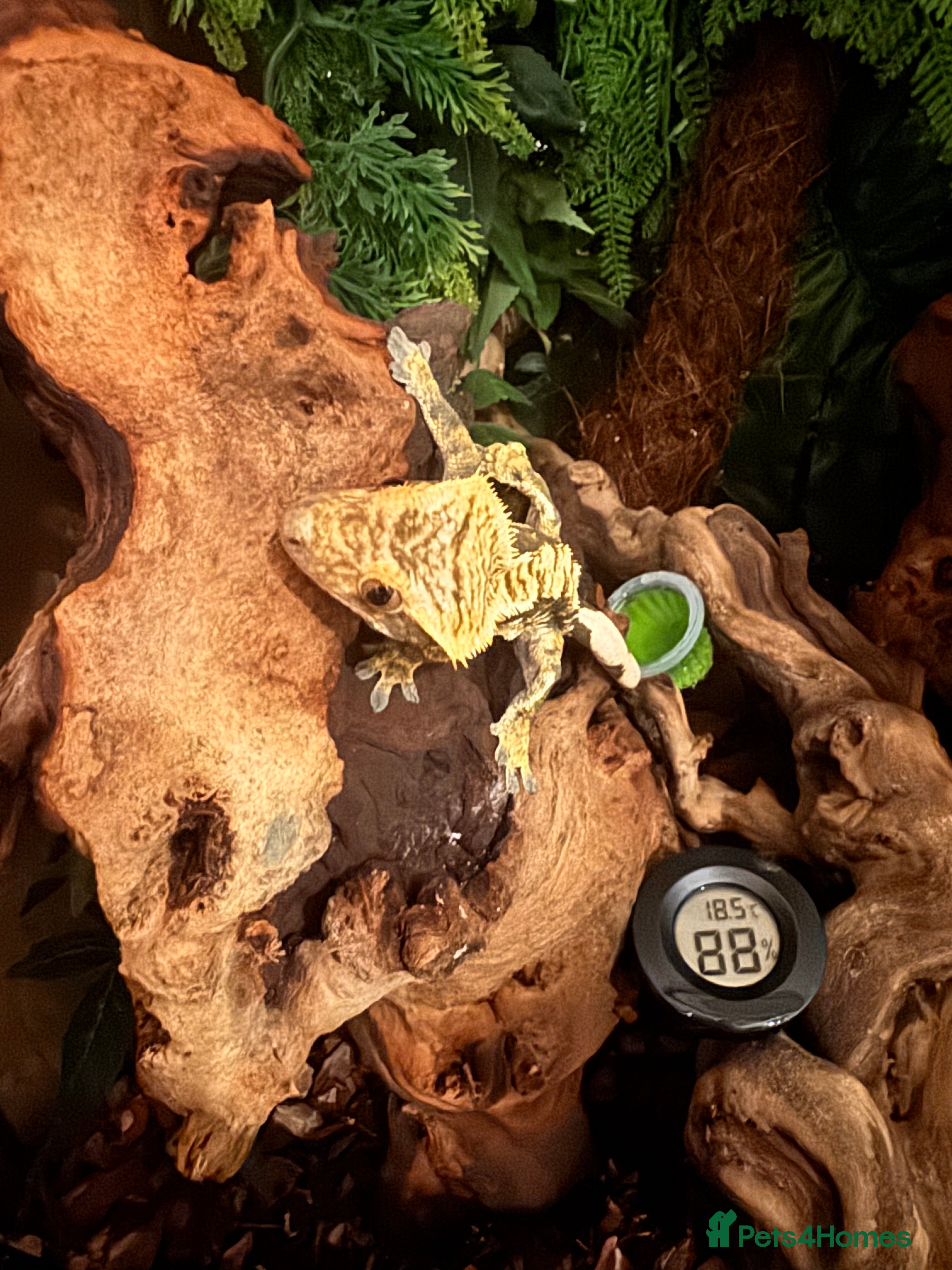 Gecko reptiles Fire Pinstripe Morph Crested Gecko - Advert 4