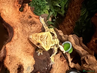 Gecko reptiles Fire Pinstripe Morph Crested Gecko - Advert 4
