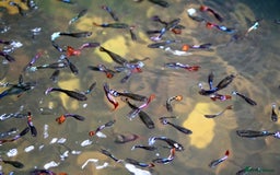 Other/Mixed Breed fish for sale: Mixed guppies 2-3 cm; guppy Fry. Fast delivery - Image 1