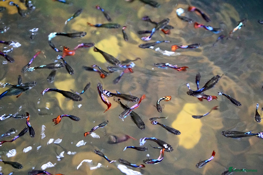 Other/Mixed Breed fish for sale: Mixed guppies 2-3 cm; guppy Fry. Fast delivery - Image 1