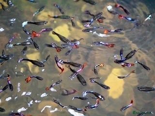 Other/Mixed Breed fish - Advert 1