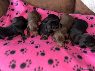 Dachshund dogs Dachshund Puppies - Advert 6