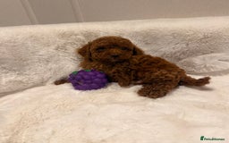 Mixed Breed dogs for sale: Beautiful Deep Red Poodle Puppy’s For Sale Kent  - Image 4