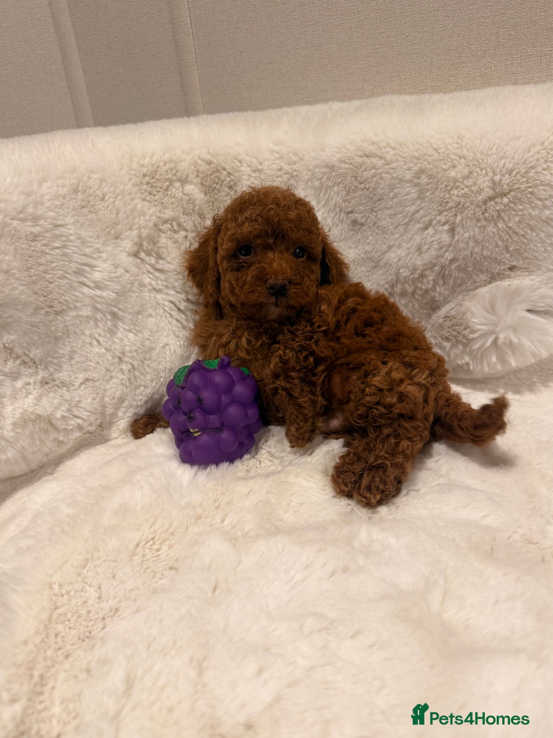 Mixed Breed dogs for sale: Beautiful Deep Red Poodle Puppy’s For Sale Kent  - Image 4