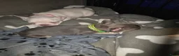 French Bulldog dogs for sale: French bulldogs  in Ellesmere Port - Advert 2