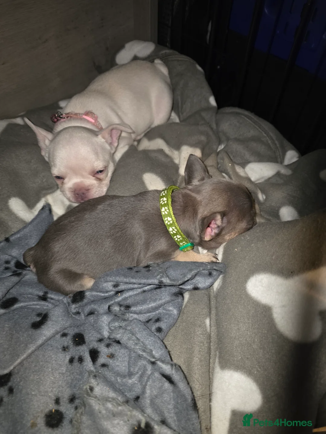 French Bulldog dogs for sale: French bulldogs  in Ellesmere Port - Advert 2
