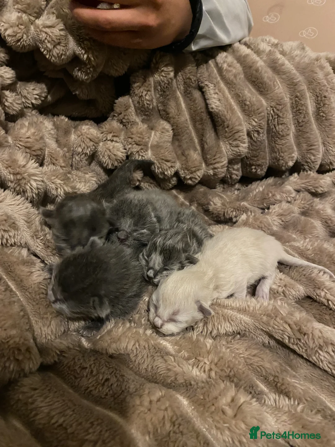British Shorthair cats for sale:  British Shorthair X Ragdoll - Advert 1