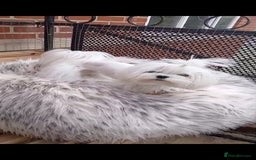 Maltese dogs for stud:  Miniature Korean maltese stud  - Image 3