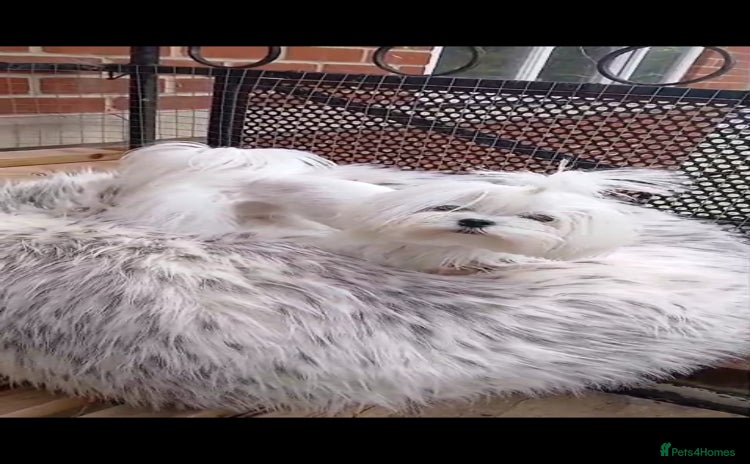 Maltese dogs - Advert 2