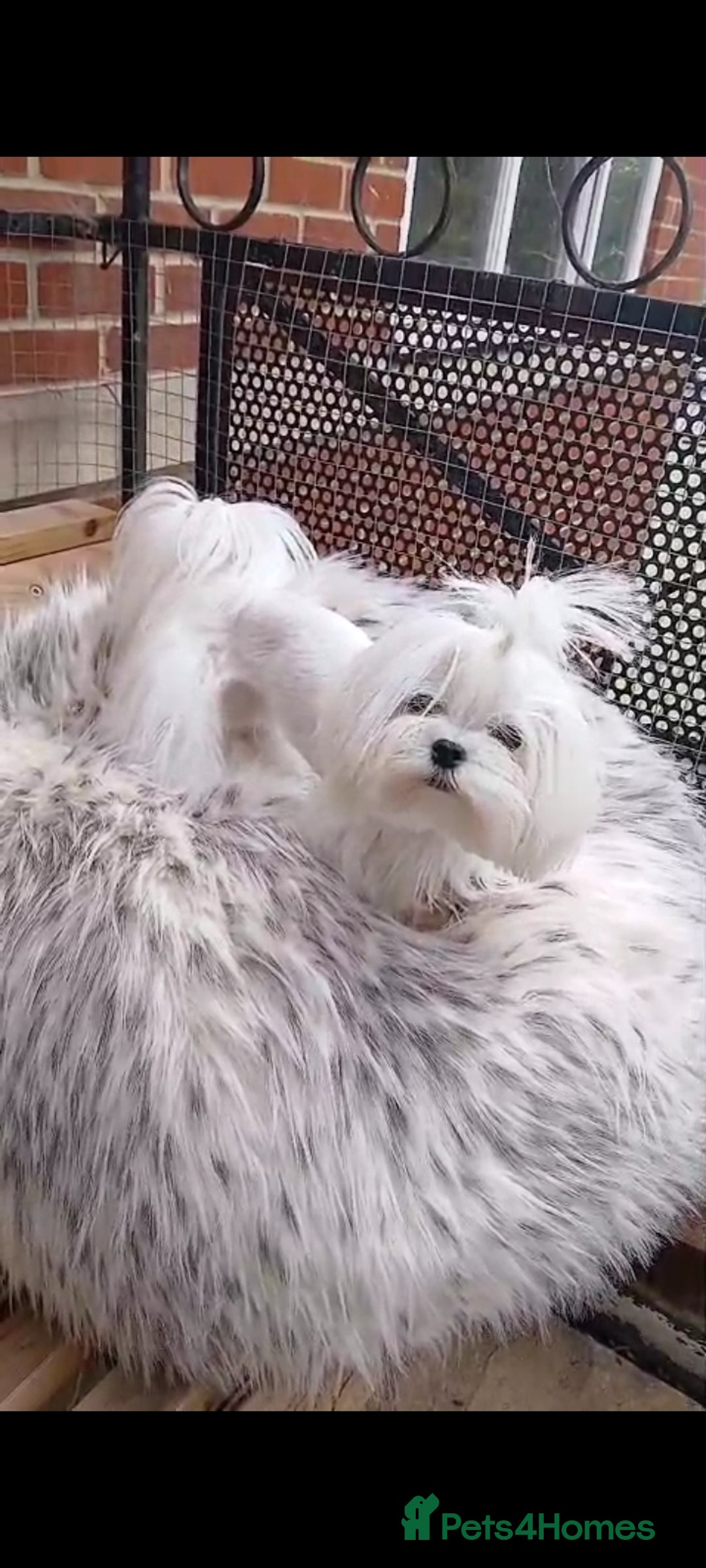 Maltese dogs for stud:  Miniature Korean maltese stud  - Image 3