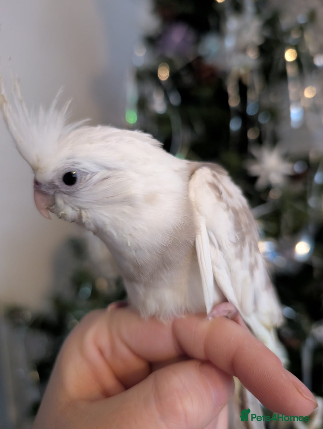 Cockatiels birds for sale: Tame cockatiel  - Advert 2