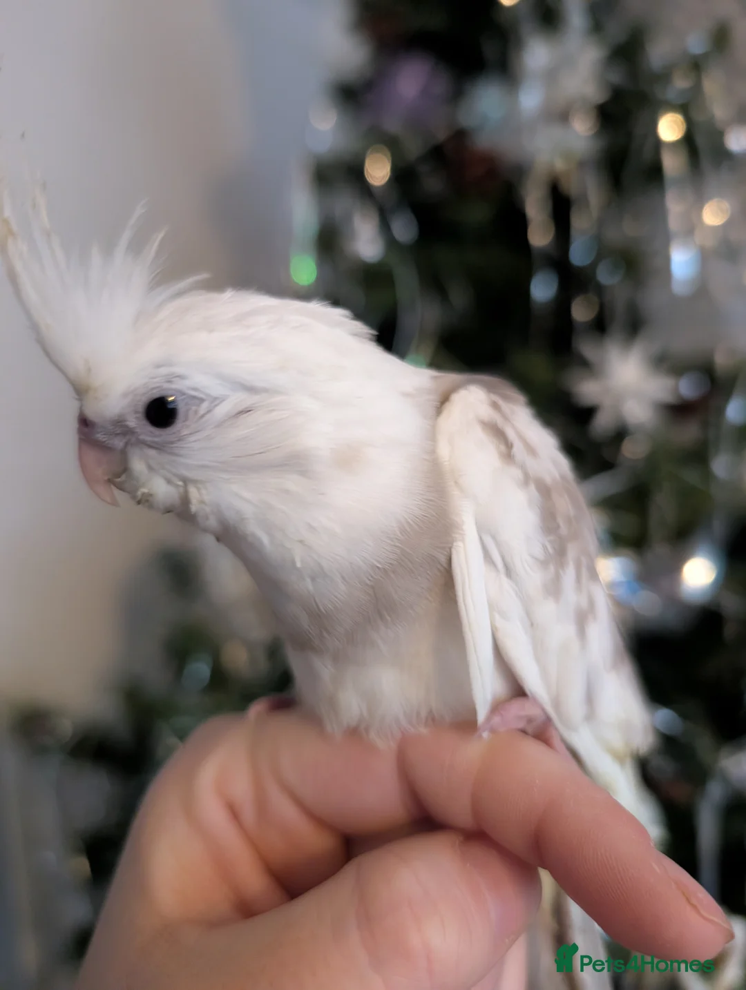 Cockatiels birds for sale: Tame cockatiel  - Advert 2