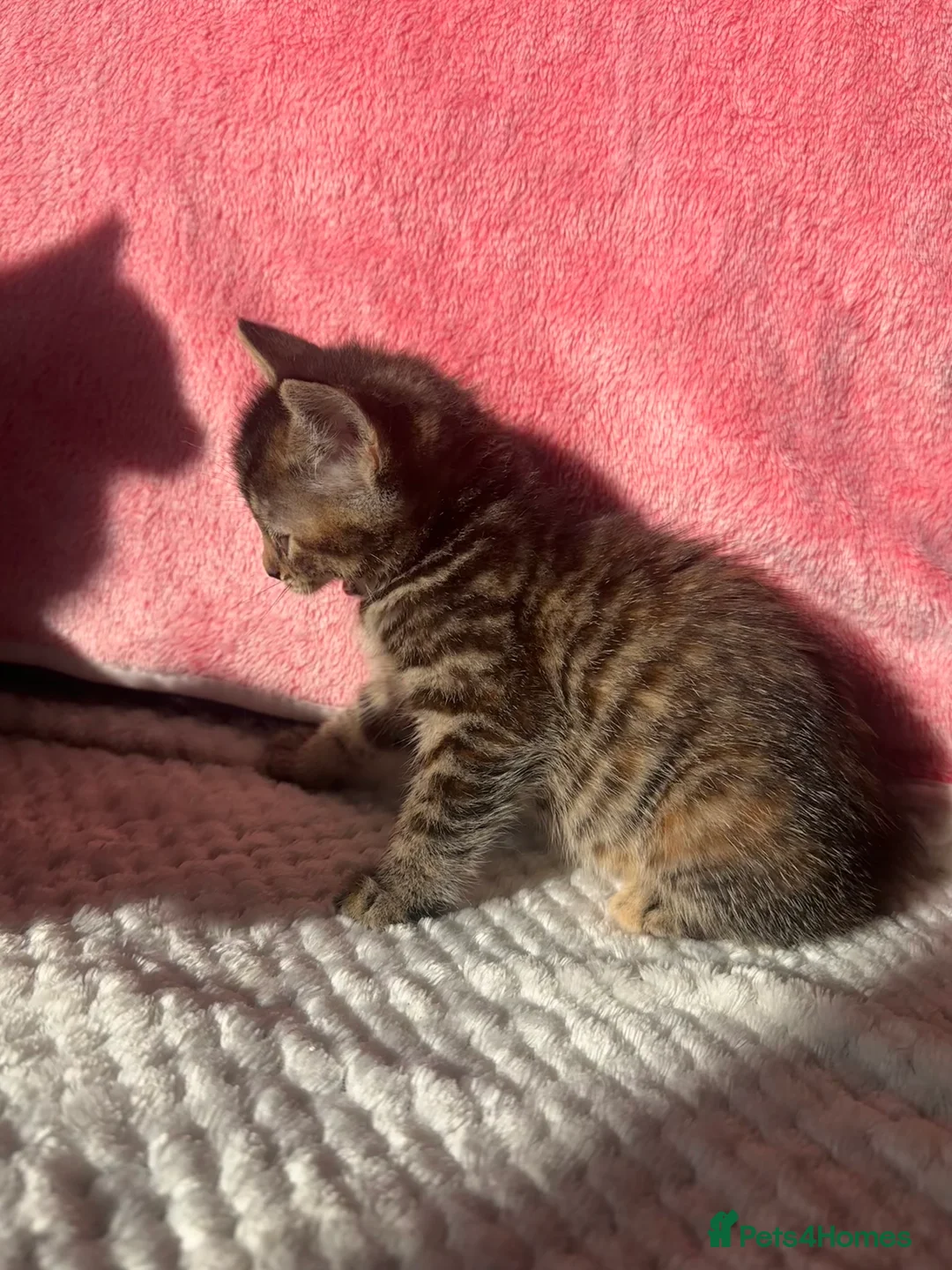 Mixed Breed cats for sale: 4 Tabby Female kittens available  - Advert 8