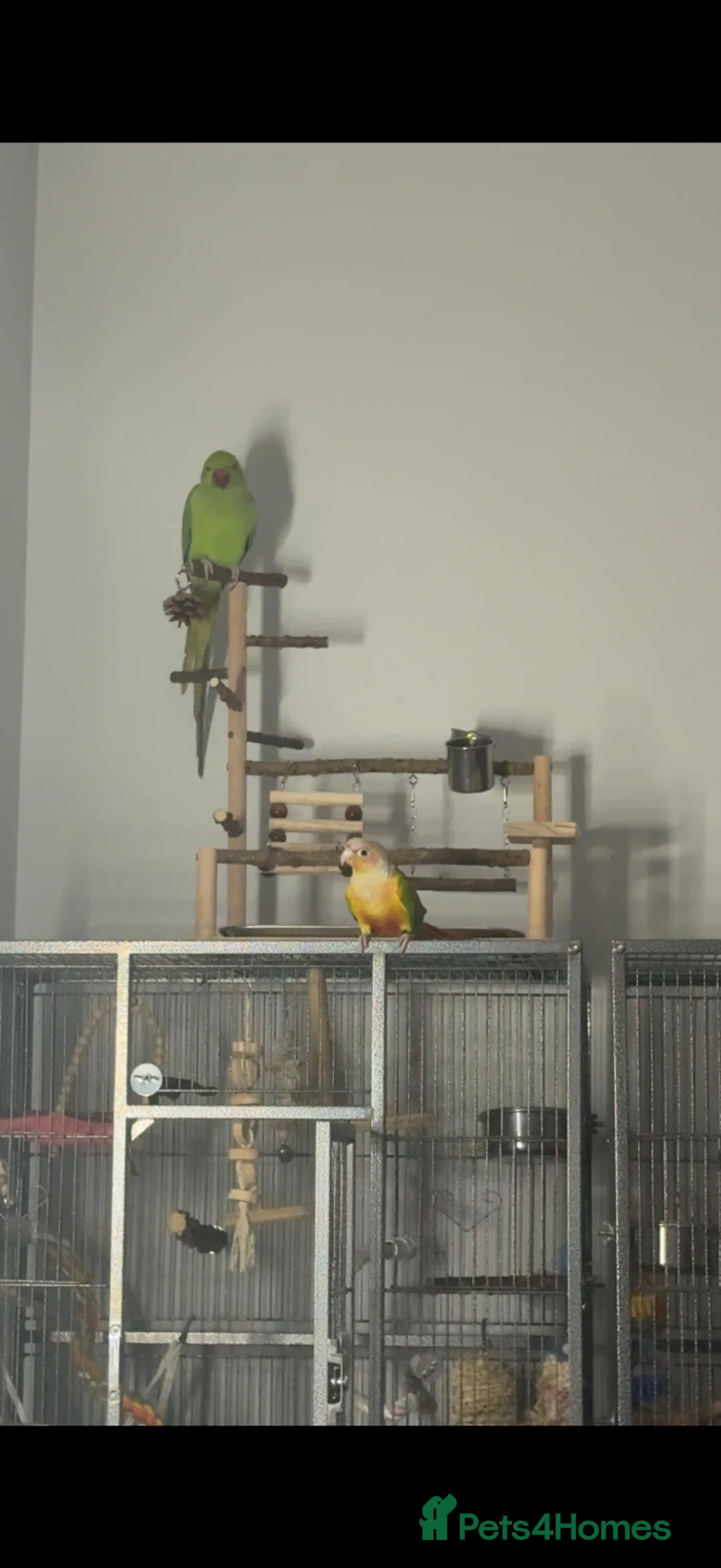 Ringnecks birds for sale: Ringneck parrot for sale  - Advert 2