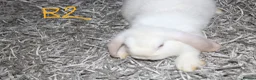 Mini Lop rabbits for sale: Stunning Mini Lops - Bucks - Advert 7