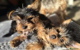 Yorkshire Terrier dogs for sale: Yorkshire  - Image 8
