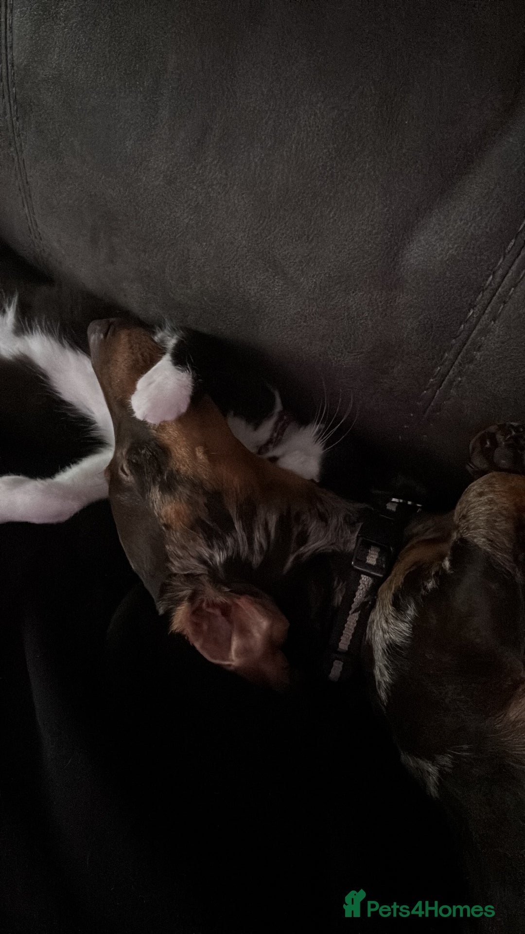 Miniature Dachshund dogs for sale: Rehoming x2 dachshunds  - Advert 9